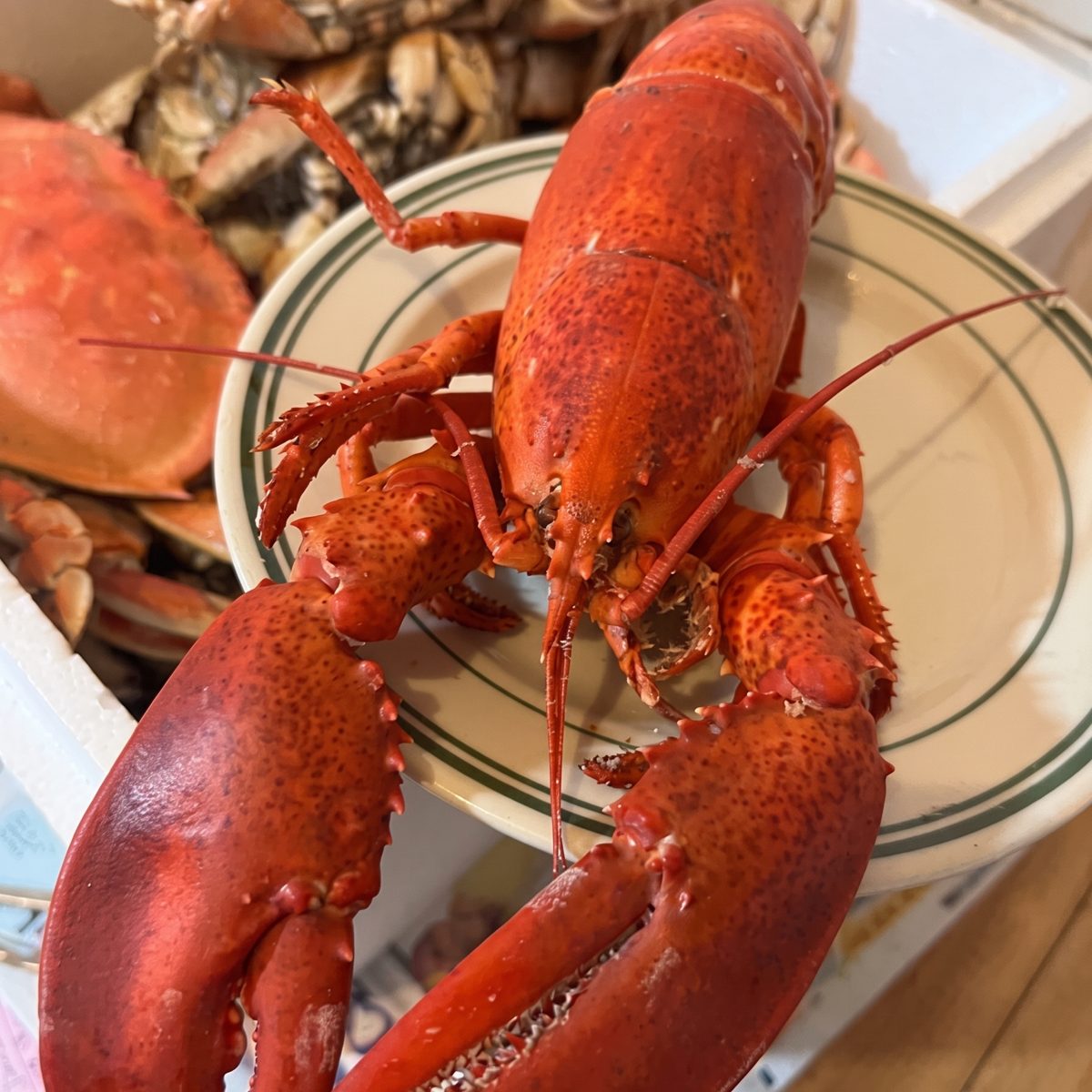 Fresh Lobster, Your Size and Quantity