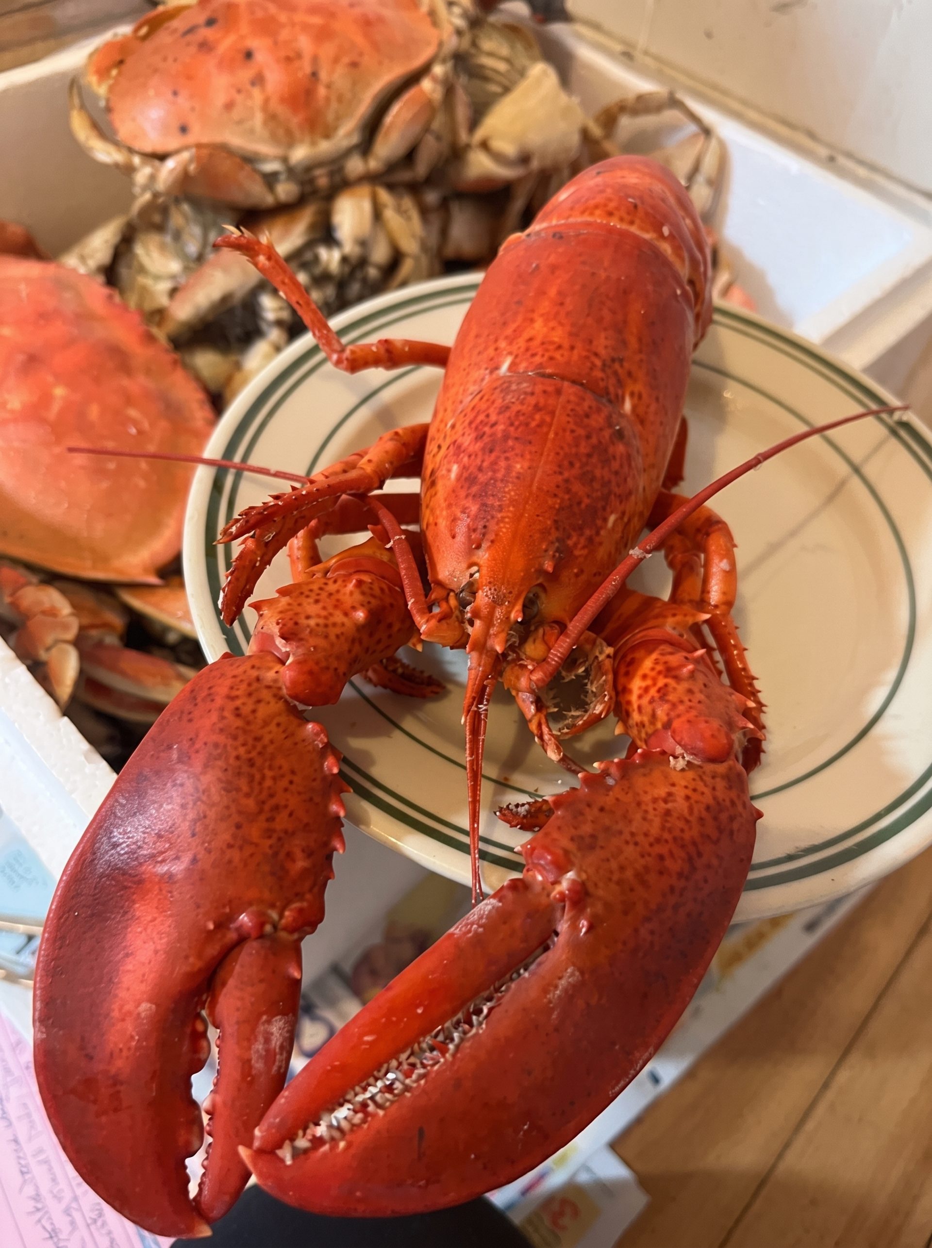 Fresh Lobster, Your Size and Quantity